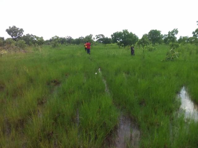 50 acres of rice farmland